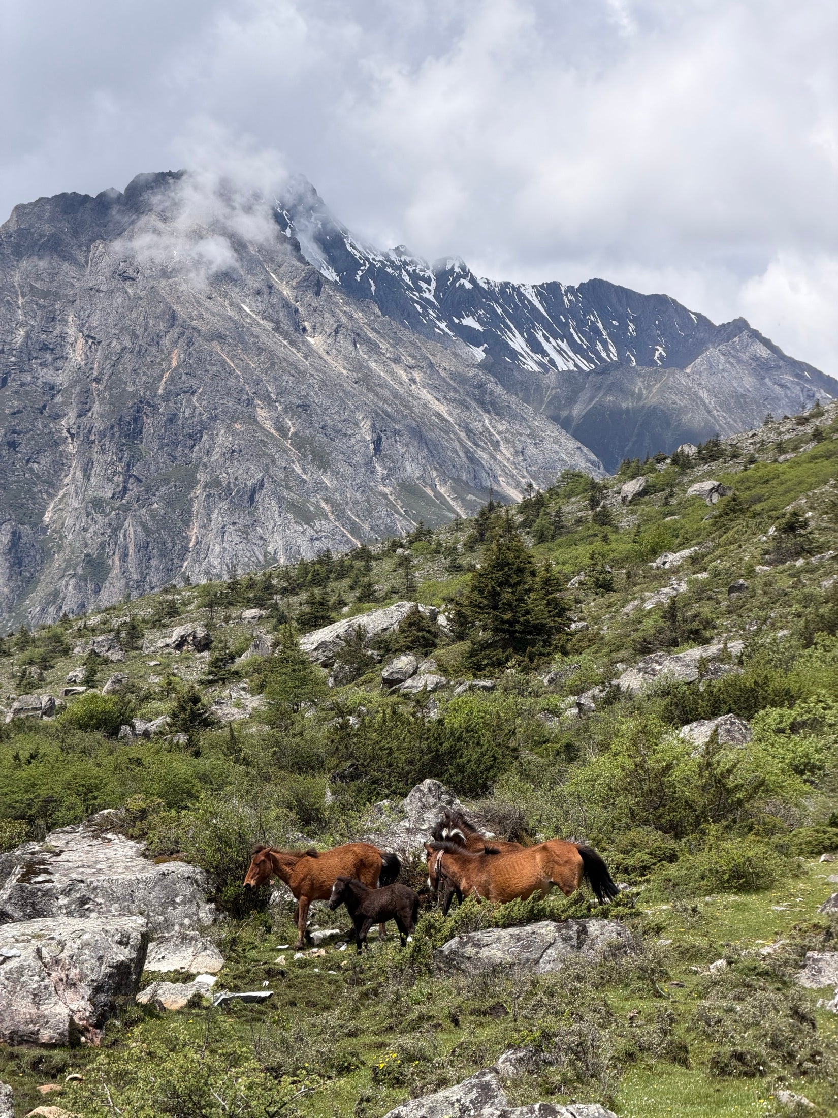 Horses grazing below the mountains of western Sichuan